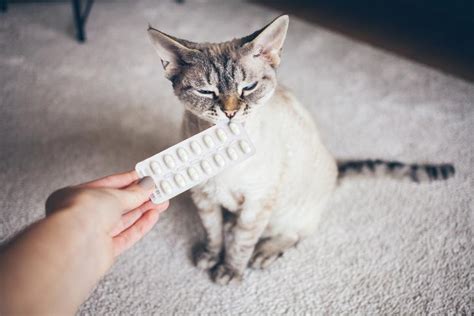 Prazosin For Cats: Uses, Side Effects, And Dosage Guidelines